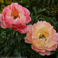 Buy canvas prints of Pair of Peonies by Simon Johnson