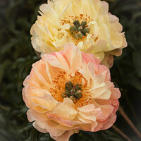 Buy canvas prints of pair of Peonies  by Simon Johnson