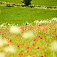 Buy canvas prints of  Tree and poppies  by Simon Johnson