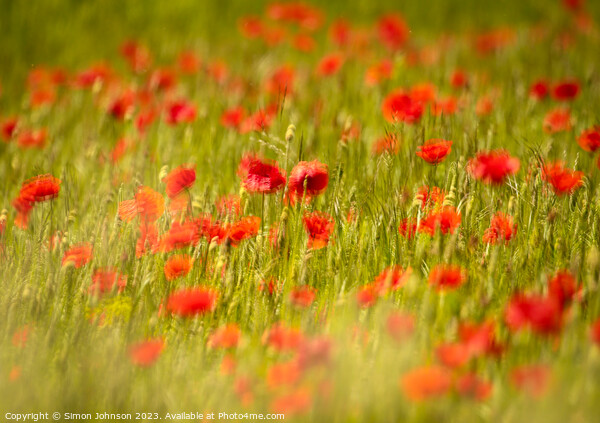 Poppy field Picture Board by Simon Johnson