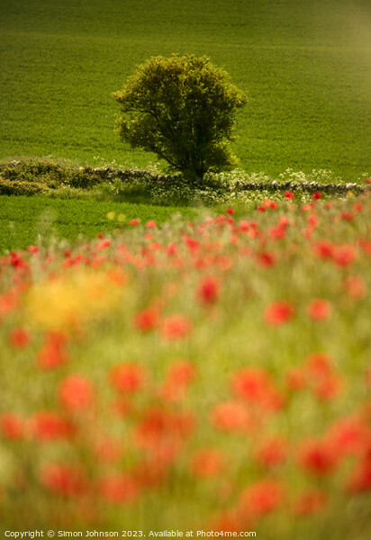 tree and poppy field Snowshill Cotswolds Gloucestershire  Picture Board by Simon Johnson