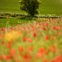 Buy canvas prints of tree and poppy field Snowshill Cotswolds Gloucestershire  by Simon Johnson