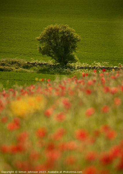 sunlit tree and Poppies Picture Board by Simon Johnson