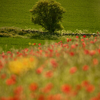 Buy canvas prints of sunlit tree and Poppies by Simon Johnson