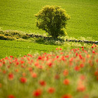 Buy canvas prints of sunlit tree and poppies by Simon Johnson