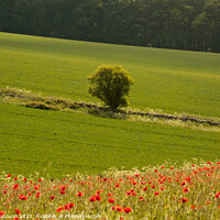 Buy canvas prints of  tree and Poppy field by Simon Johnson