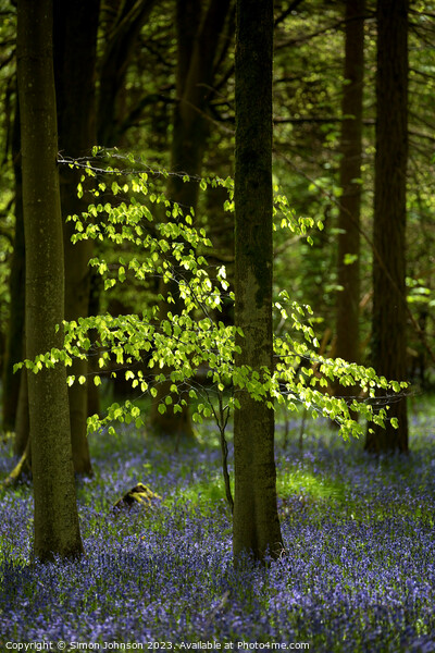 Sunlit tree and bluebells  Picture Board by Simon Johnson