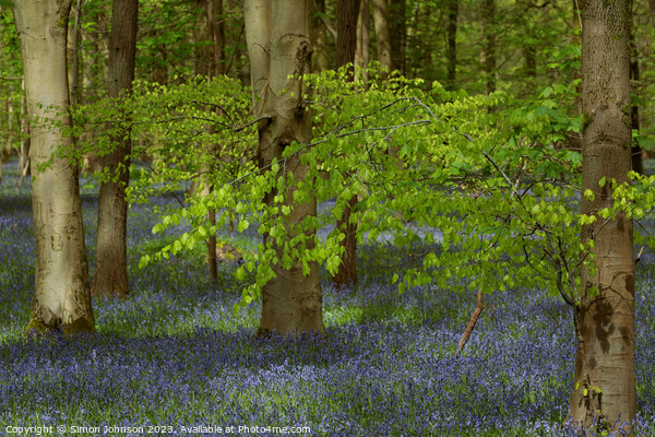 spring leaves and bluebells  Picture Board by Simon Johnson