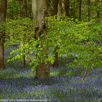 Buy canvas prints of spring leaves and bluebells  by Simon Johnson
