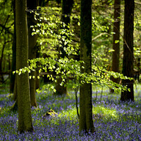Buy canvas prints of Sunlit tree and bluebells  by Simon Johnson