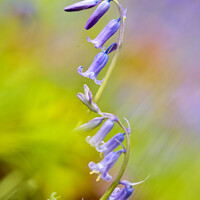 Buy canvas prints of bluebell  flower by Simon Johnson