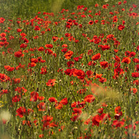 Buy canvas prints of sunlit  poppies and grass by Simon Johnson
