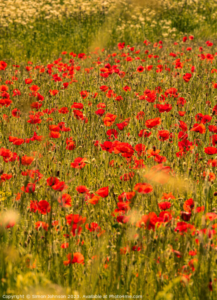 poppies Picture Board by Simon Johnson