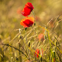 Buy canvas prints of wind blown poppies by Simon Johnson