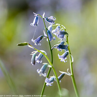 Buy canvas prints of A close up of a bluebell flower  by Simon Johnson