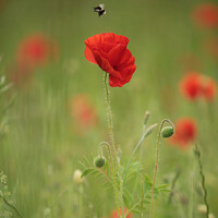 Buy canvas prints of Poppy flower and bee by Simon Johnson