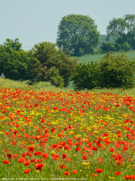 Cotswold Poppy's  Picture Board by Simon Johnson