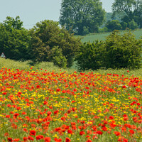 Buy canvas prints of Cotswold Poppy's  by Simon Johnson