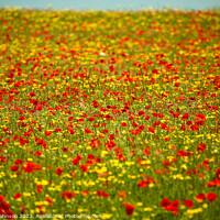 Buy canvas prints of Outdoor field by Simon Johnson