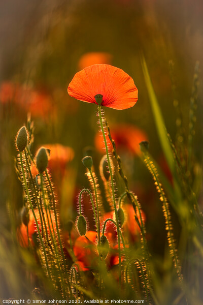 sunlit poppy Picture Board by Simon Johnson