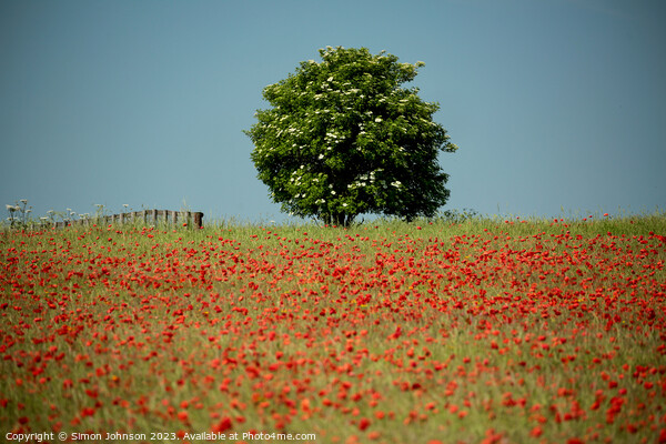 tree and poppy Picture Board by Simon Johnson