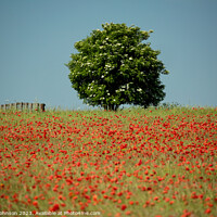 Buy canvas prints of tree and poppy by Simon Johnson