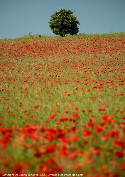 Poppy field  Picture Board by Simon Johnson