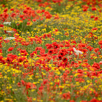 Buy canvas prints of Poppy and wild flower  field by Simon Johnson