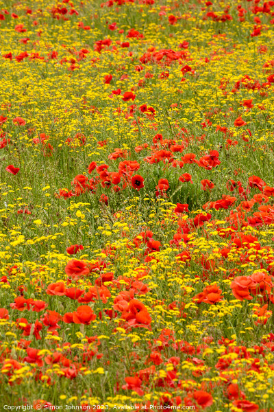 poppy and wild flower field Picture Board by Simon Johnson