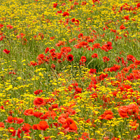 Buy canvas prints of poppy and wild flower field by Simon Johnson