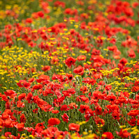 Buy canvas prints of wild flower meadow with poppies by Simon Johnson