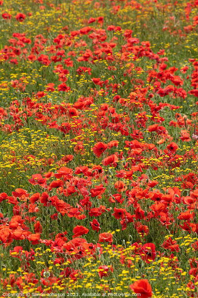 Wild flowers  and poppies  Picture Board by Simon Johnson