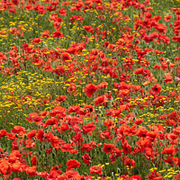 Buy canvas prints of Wild flowers  and poppies  by Simon Johnson