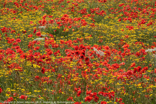  wild flowers and poppies  Picture Board by Simon Johnson