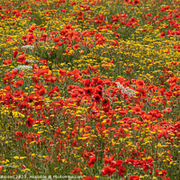 Buy canvas prints of  wild flowers and poppies  by Simon Johnson
