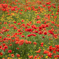 Buy canvas prints of Wild flowers  with poppies  by Simon Johnson