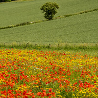 Buy canvas prints of Wild flower meadow by Simon Johnson