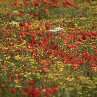Buy canvas prints of wild flower meadow by Simon Johnson