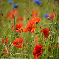 Buy canvas prints of wind blown poppies and corn flowers by Simon Johnson