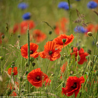 Buy canvas prints of Poppies and cornflower by Simon Johnson