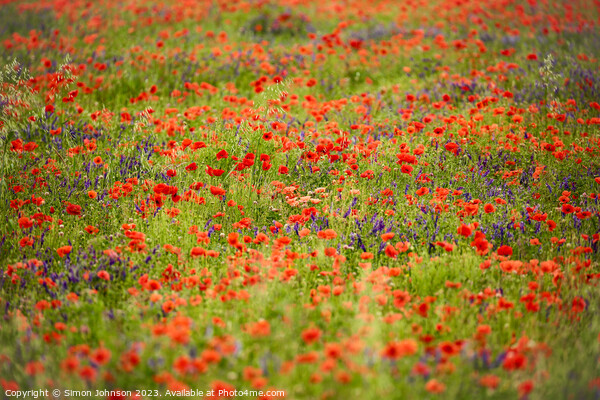 wild flower meadow Picture Board by Simon Johnson