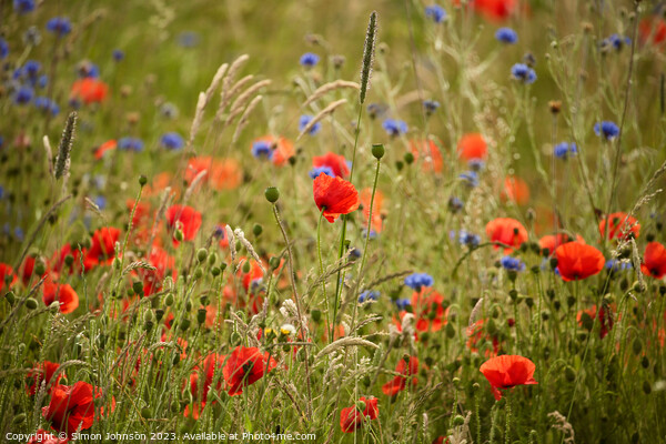 wild flower field Picture Board by Simon Johnson