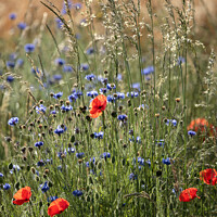 Buy canvas prints of "Vibrant Wildflower Tapestry" by Simon Johnson