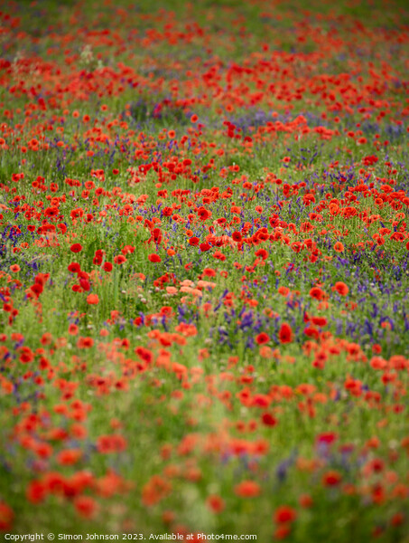 wild flowers Picture Board by Simon Johnson