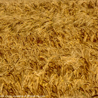 Buy canvas prints of wind blown wheat by Simon Johnson
