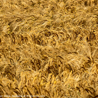 Buy canvas prints of wheat field by Simon Johnson