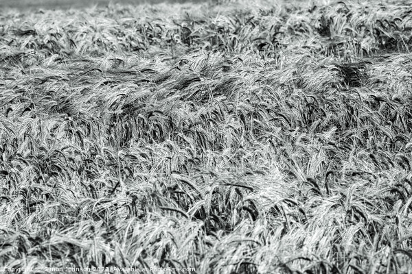 Wind blown wheat black and white Picture Board by Simon Johnson