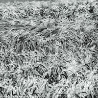 Buy canvas prints of Wind blown wheat black and white by Simon Johnson