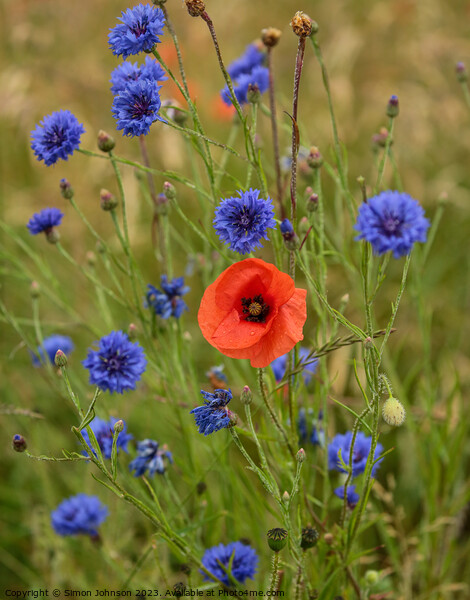 poppy and corn flowers Picture Board by Simon Johnson