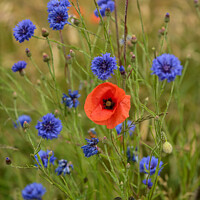 Buy canvas prints of poppy and corn flowers by Simon Johnson